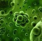 Bacteria, infectons, MRSA 